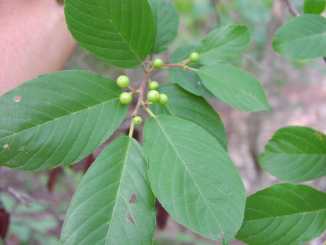 Rhamnus caroliniana leavesyoungfruits.jpg (38787 bytes)