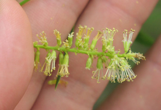 Salix nigra flowers.jpg (34109 bytes)