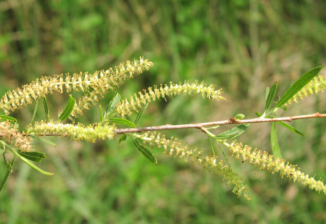 Salix nigra inflorescences.jpg (69625 bytes)