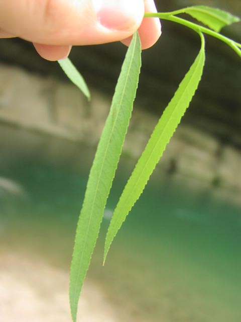 Salix nigra leafcloseup.jpg (27807 bytes)