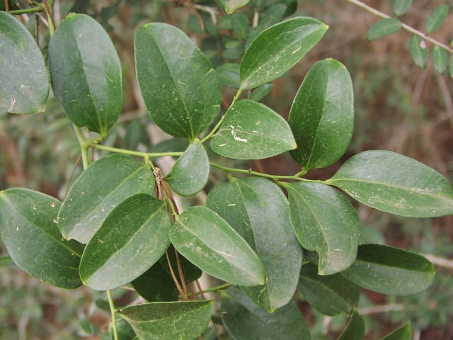 Smilax tamnoides leaves1.jpg (60548 bytes)