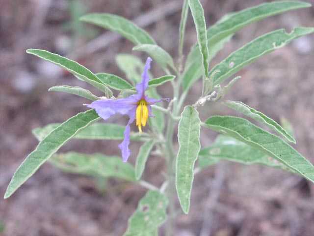 Solanum eleagnifolium leavesoldflower.jpg (41550 bytes)