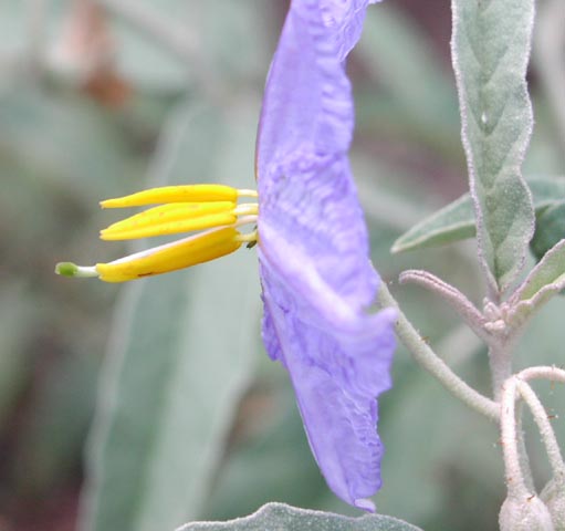 Solanum eleagnifolium stamenspistil.jpg (29657 bytes)