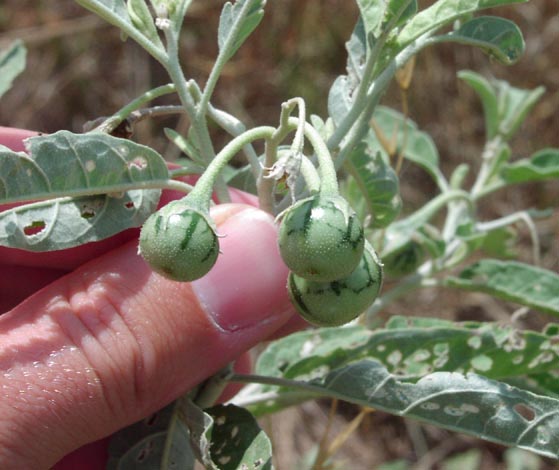 Solanum eleagnifolium youngfruits.jpg (50898 bytes)