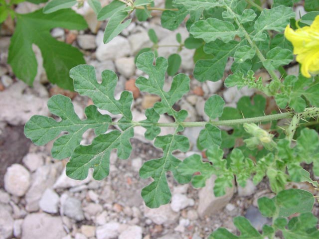Solanum rostratum leaf.jpg (58709 bytes)