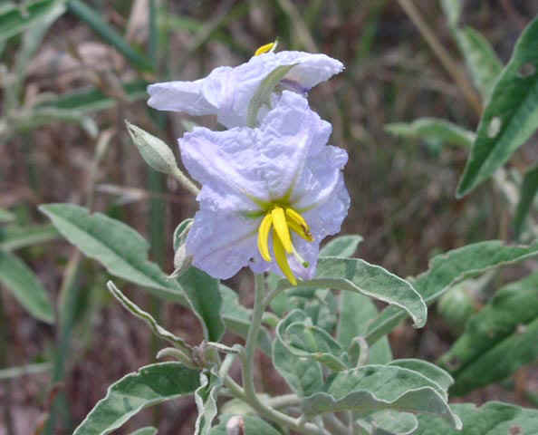 Solanum eleagnifolium flower.jpg (47525 bytes)