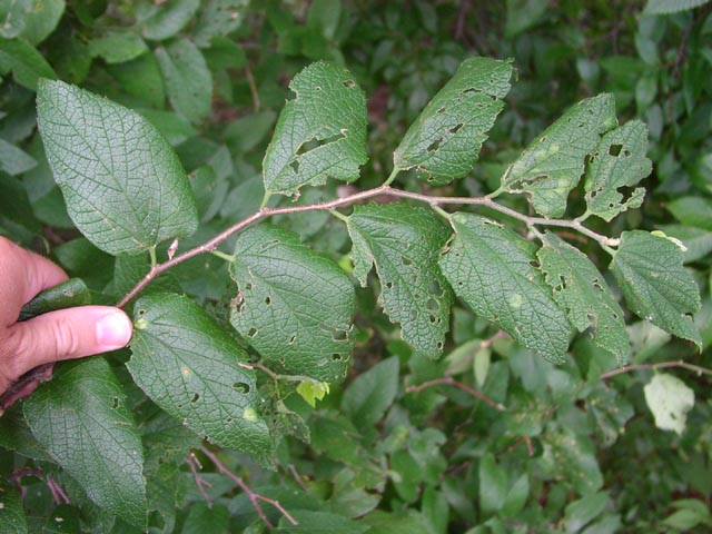 Celtis reticulata leaves7.jpg (73100 bytes)