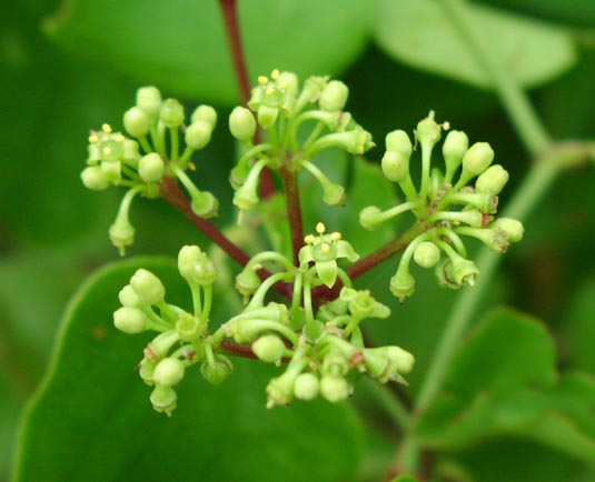 Cissus incisa inflorescence.jpg (35682 bytes)