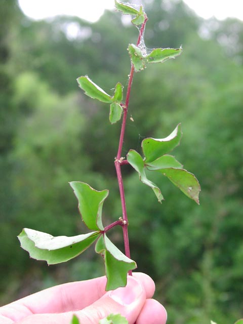 Cissus incisa stemleaves.jpg (37910 bytes)