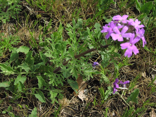 Verbena bipinnatifida leaves1.jpg (115386 bytes)