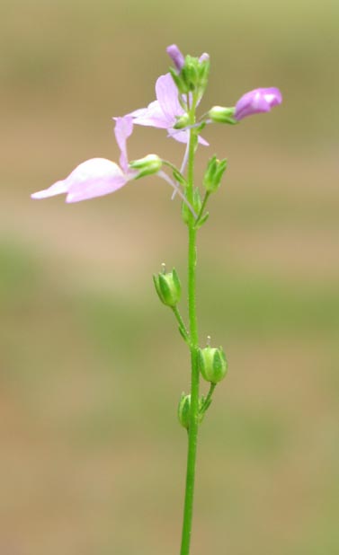 Linaria texana inflorescence.jpg (16222 bytes)