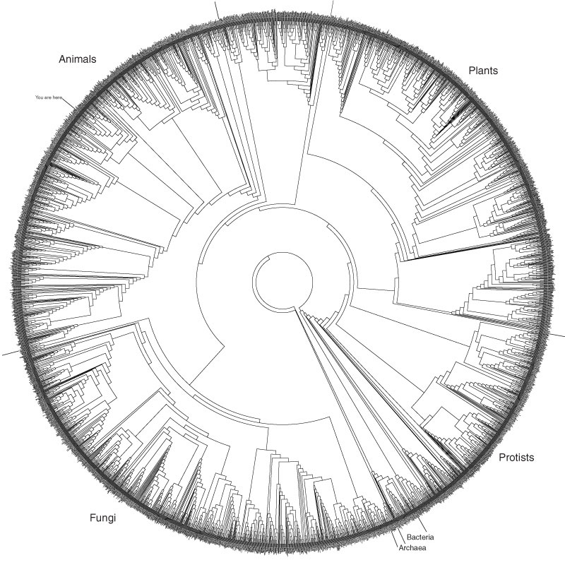 Evolutionary Chart Of Life