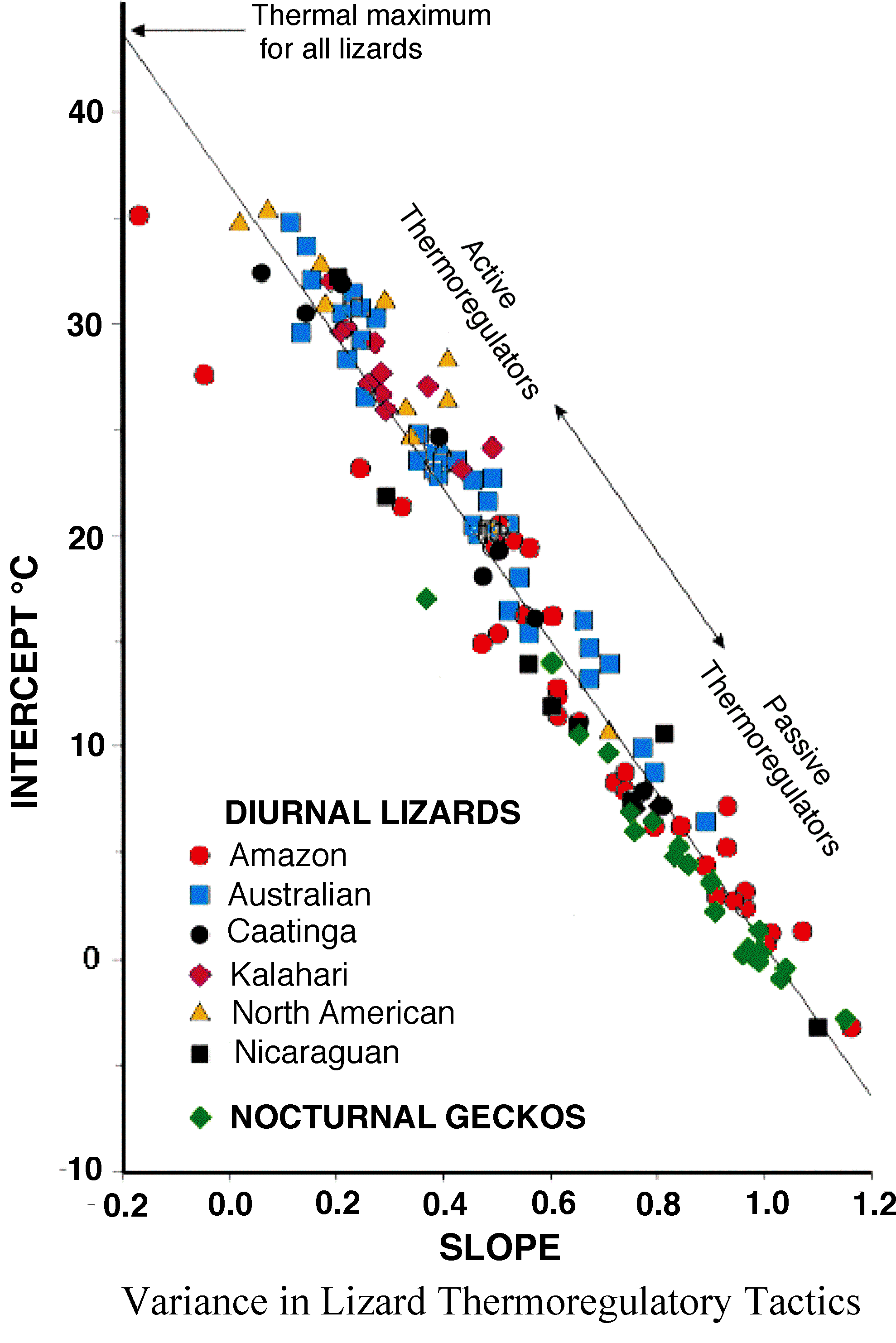 australian endotherms