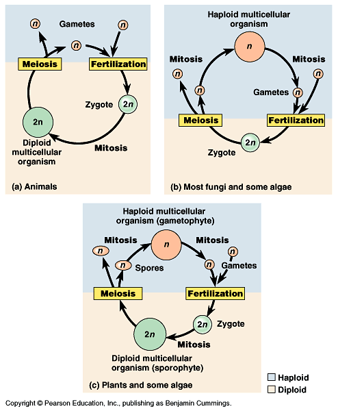 Meiosis and sexual life cycle