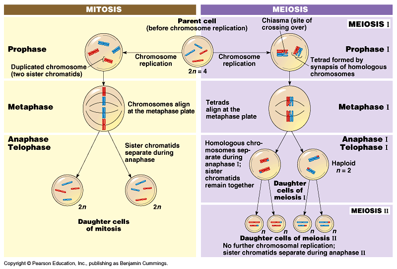 Why do humans need mitosis?