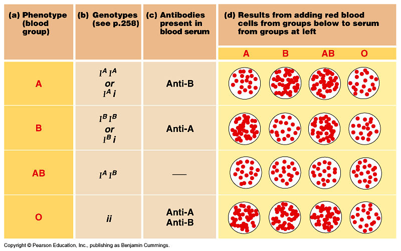 Blood Type Genetics Chart