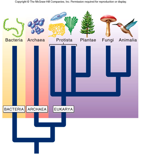 What are the six kingdoms of living organisms?