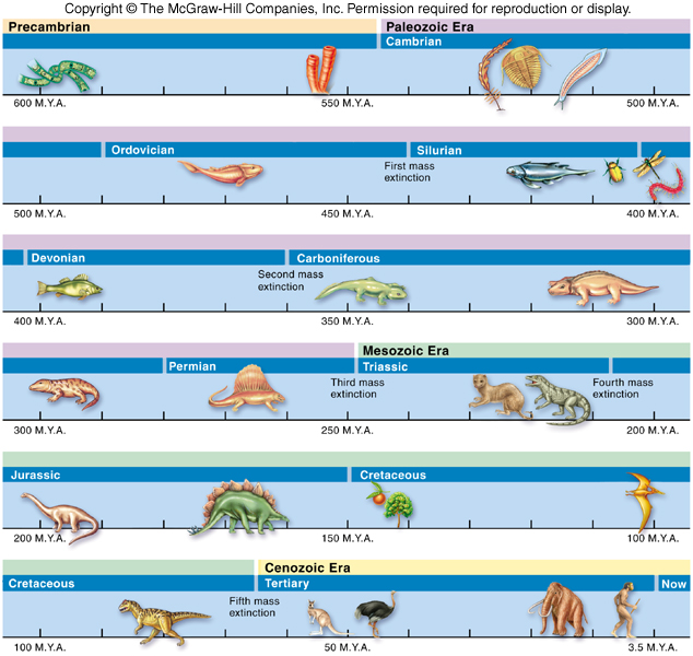 Animal Evolution Timeline Chart