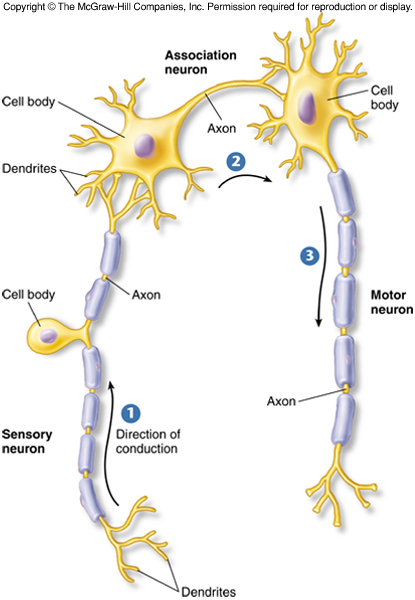 What is the job of an association neuron