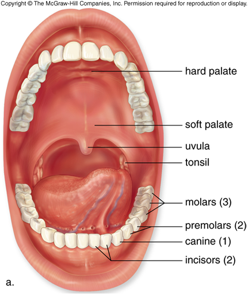 Teeth In A Human Mouth 5