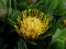 Leucospermum