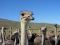 Ostriches