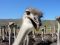 Ostrich