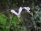 Pelargonium