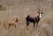 Bontebok