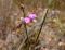 Polygala Two