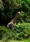 Giraffe 1