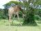 Giraffe II