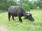 buffalo