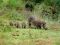 Warthog