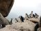 Penguins