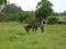 Waterbuck