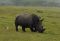 Rhino