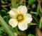 Zygophyllum