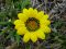 Gazania
