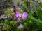 Polygala III