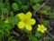Aethiopicum