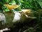 fungi