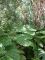 jungle!