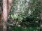 jungle