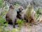 baboons