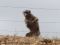 baboon